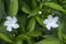 Crepe Jasmine flowers