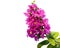 Crepe myrtle flower. Purple flowers isolated white background.