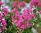 Crepe Myrtle Flowers Bright Pink