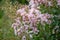 Crepe Myrtle Lagerstroemia indica Souvenir d`Hubert Puard, pink flowering shrub
