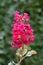 Crepe Myrtle or Lagerstroemia indica tree plant with single branch full of open blooming dark pink flowers surrounded with leaves