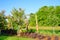 Crepe myrtle tree and lake