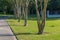 Crepe Myrtle trees along a driveway, green grass in spring, southern landscaping