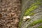 Crepidotus applantus flat oysterling mushroom growing on a fallen log in Palatinate forest Germany