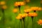 Crepis alpina - Abstract background of Alpine flowers