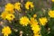 Crepis biennis, rough hawksbeard yellow flowers closeup selective focus