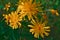 Crepis capillaris Grassland Wild Flower