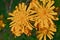Crepis capillaris Grassland Wild Flower