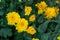 Crepis dandelion flower plants from Chrysanthemum indicum yellow flower