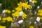 Crepis foetida grows in nature