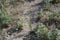 Crepis foetida - Wild plant shot in the spring