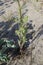 Crepis foetida - Wild plant shot in the spring