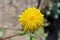 Crepis foetida - Wild plant shot in the spring