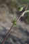 Crepis foetida - Wild plant shot in the spring