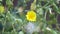 Crepis paludosa Marsh Hawksbeard in Europe. Golden yellow blooming flower, buds and  pappus-clad fruits.