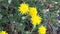 Crepis paludosa Marsh Hawksbeard in Europe. Golden yellow blooming flower, buds and  pappus-clad fruits.