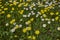 Crepis sancta and bellis perennis blooming