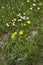 Crepis sancta and bellis perennis blooming