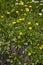 Crepis sancta in bloom