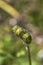 Crepis sancta bud close up
