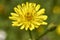 Crepis sancta flower close up