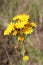 Crepis yellow flowers