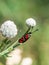 Crepuscular burnet Zygaena carniolica butterfly sitting on green plant
