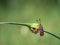 Crepuscular burnet Zygaena carniolica butterfly sitting on green plant