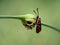 Crepuscular burnet Zygaena carniolica butterfly sitting on green plant