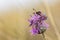 Crepuscular burnet Zygaena carniolica on a flower of cornflowe