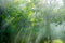 Crepuscular rays in a forest