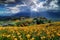 Crepuscular rays and hemerocallis fulva