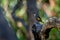 Crescent Honeyeater - Phylidonyris pyrrhopterus on the branch in the Tasmanian forest in Australia