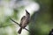 Crescent Honeyeater Phylidonyris Pyrrhopterus Venus Bay, Victoria, Australia