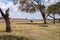 Crescent Island scenery with a lone wildebeest under the shade of a tree, Lake Naivasha Kenya