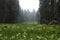 Crescent Meadow in Sequoia National Park