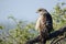 Crescent serpent eagle