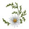 A crescent-shaped composition of large wild daisies. Flowers, buds and leaves. On a white background. Design for herbal tea,