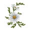 A crescent-shaped composition of large wild daisies. Flowers, buds and leaves. On a white background. Design for herbal tea,