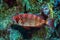 Crescent- tail  Bigeye fish from Red sea ,Egypt