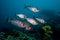 Crescent-tail Bigeye fish swimming together.