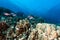 Crescent-tail bigeyes and tropical reef in the Red Sea.