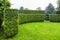 Crescent of thuja hedge in a garden with a meadow of green turf lawn spring backyard.