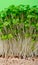 Cress salad young sprouts close up on green background selected focus