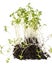 Cress sprouts Lepidium sativum