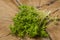 Cress sprouts Lepidium sativum