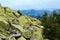 Crest of the mountain range with stone placers covered with green lichens and slopes with spruce forest in Carpathian Mountains at