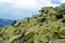 Crest of the mountain range with stone placers covered with green lichens and slopes with spruce forest in Carpathian Mountains at