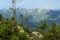 Crest of the mountain range with stone placers covered with green lichens and slopes with spruce forest in Carpathian Mountains at