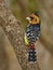 Crested Barbet